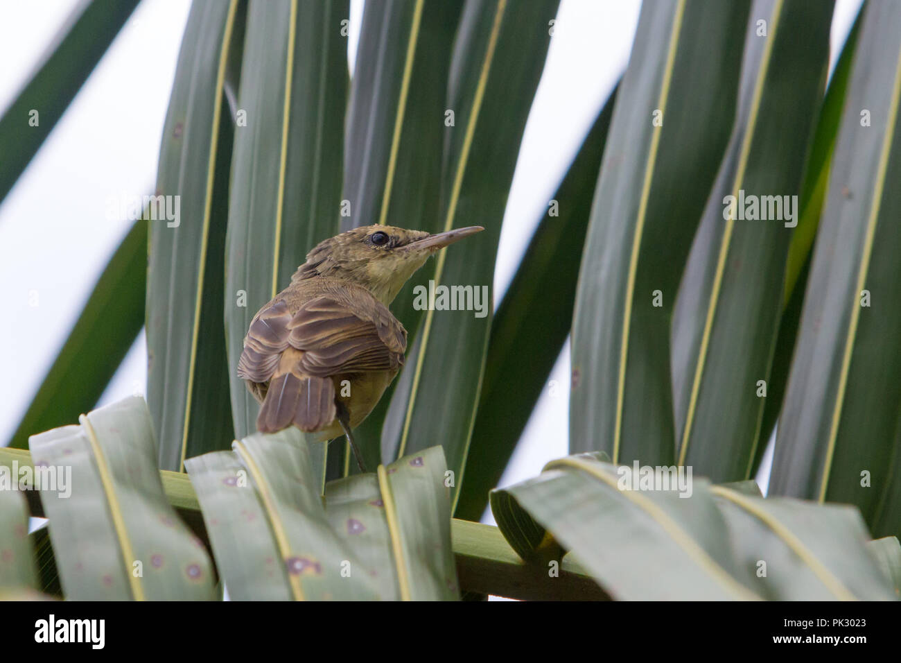 The single island endemic bird, the Pitcairn Reed-warbler, on Pitcairn Island in the south pacific Stock Photo
