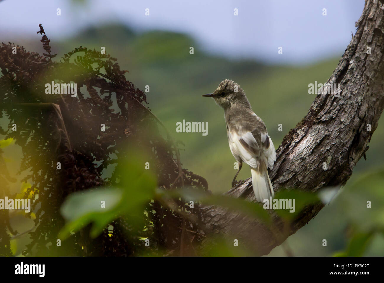 The single island endemic bird, the Pitcairn Reed-warbler, on Pitcairn Island in the south pacific Stock Photo
