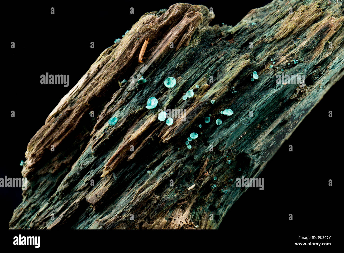 Green Elf Cup fungi, Chlorociboria aeruginascens, growing on rotten