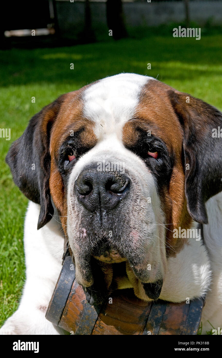 Shorthaired Saint Bernard Canis Familiaris Alps Saint Bernard A