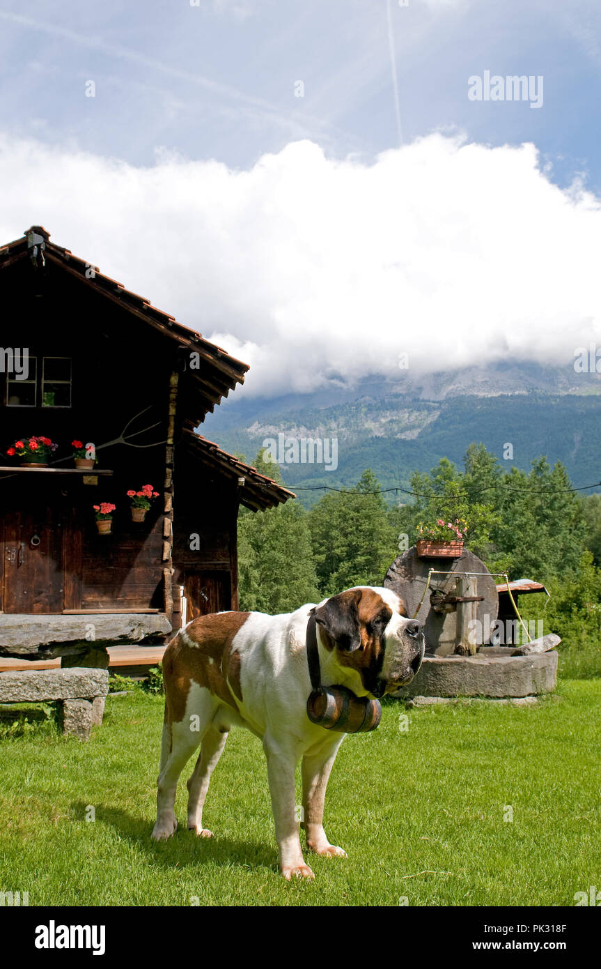 Shorthaired Saint Bernard (Canis familiaris) Alps Saint Bernard à poils ...