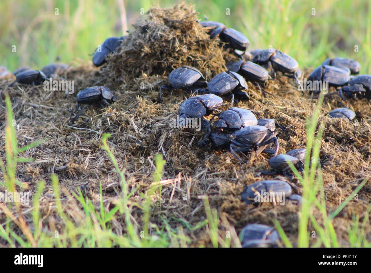 Colony of dung beetles Stock Photo - Alamy