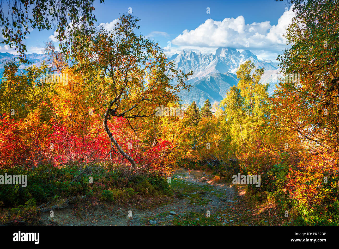Colorful autumn morning in the Caucasus mountain forest. Upper Svaneti, Georgia, Europe. October 2015. Stock Photo