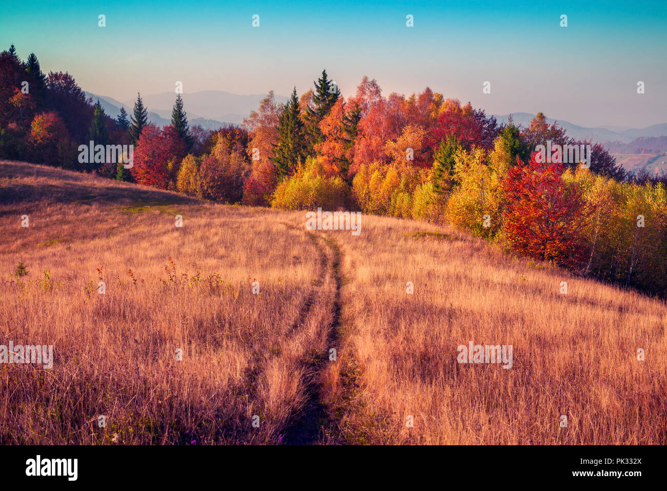 Colorful autumn morning in the Carpathian mountain forest. Sokilsky ridge, Ukraine, Europe. Instagram toning. Stock Photo