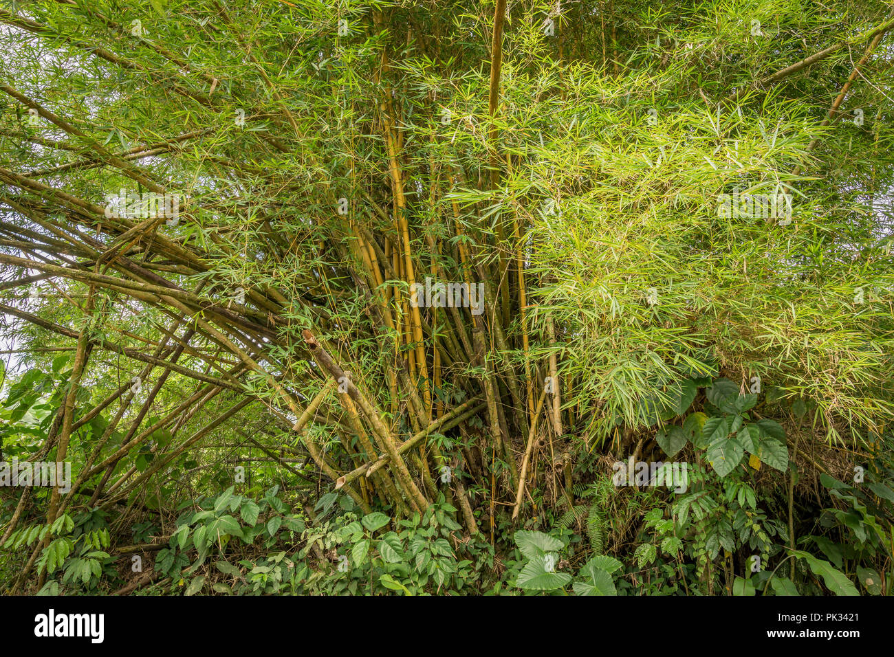 Bamboo trees, RainForest, Costa Rica Stock Photo Alamy