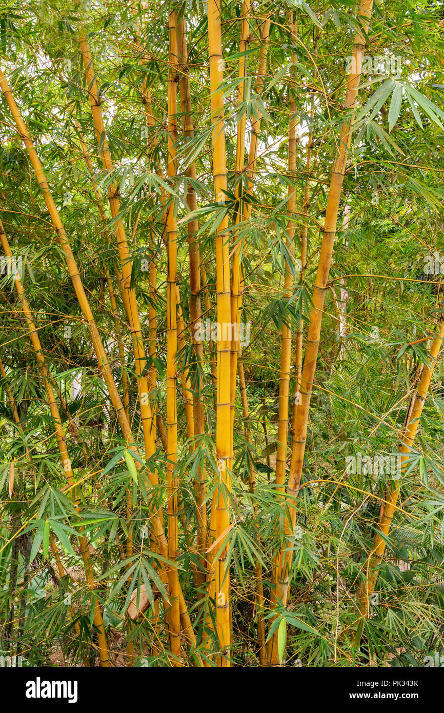 Bamboo trees, RainForest, Costa Rica Stock Photo Alamy