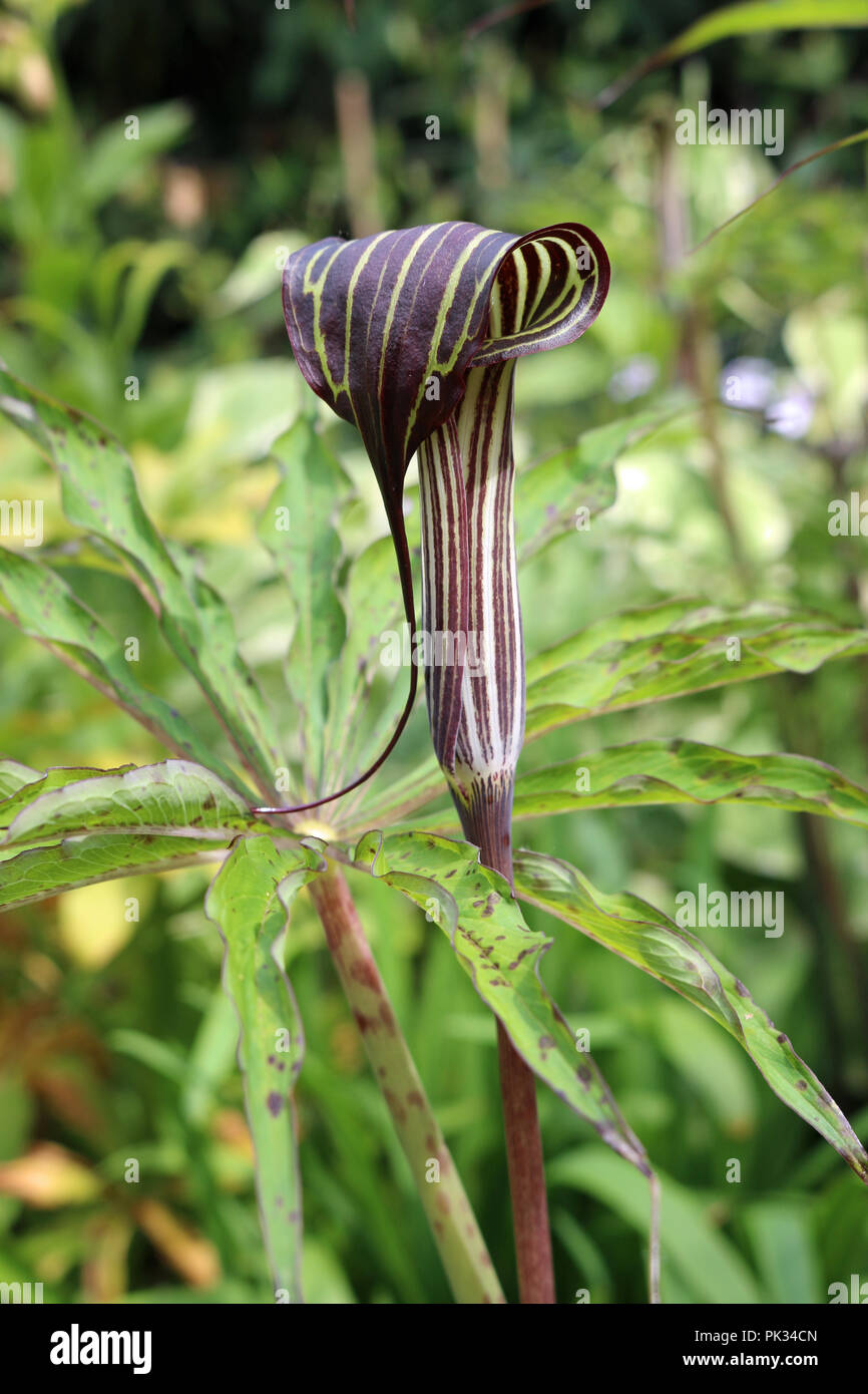 Cobra lily, Arisaema consanguineum, in flower with a background of leaves of the same plant and other blurred vegetation in a garden. Stock Photo