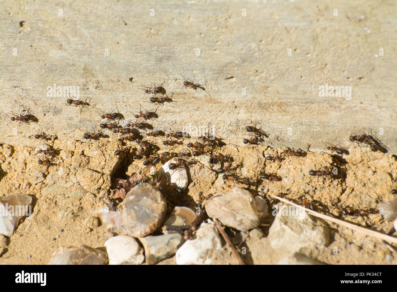 Column or line of wood ants (Formica rufa) moving along the bottom of a wall in woodland, Hampshire, UK. Foraging trail. Stock Photo