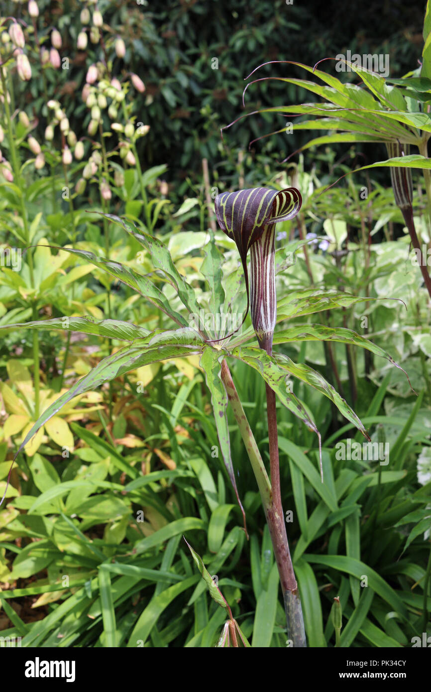 Cobra lily, Arisaema consanguineum, in flower with a background of leaves of the same plant and other blurred vegetation in a garden. Stock Photo