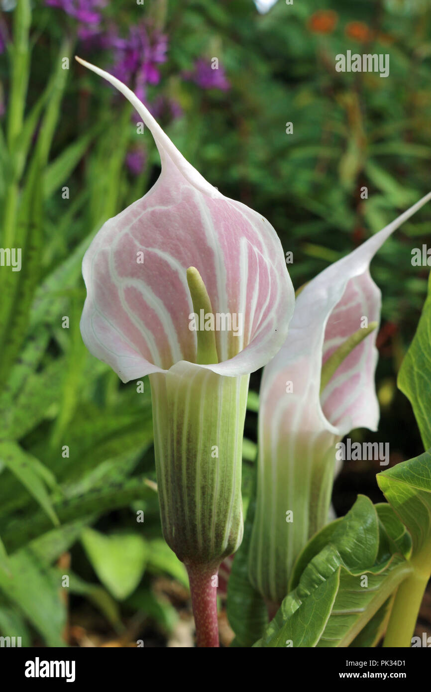 Cobra lily, probably Arisaema consanguineum, in flower with a background of leaves of the same plant and other blurred vegetation in a garden. Stock Photo