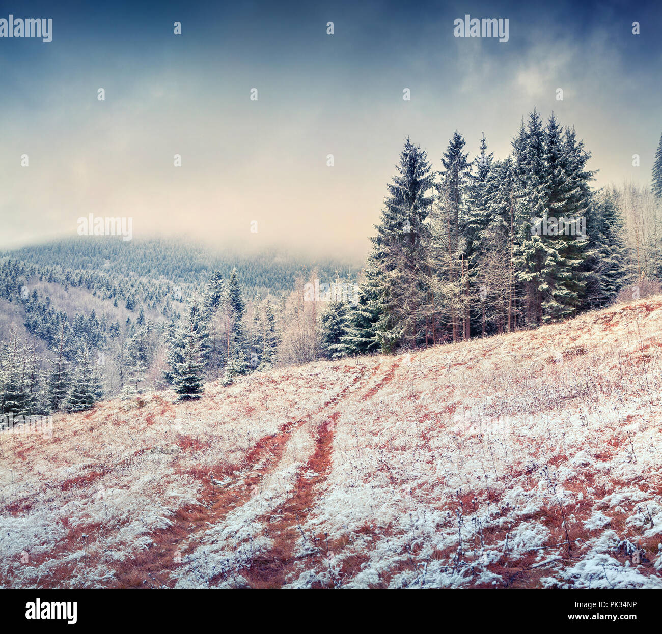 Colorful winter morning in the mountain forest. First snow in December. Stock Photo