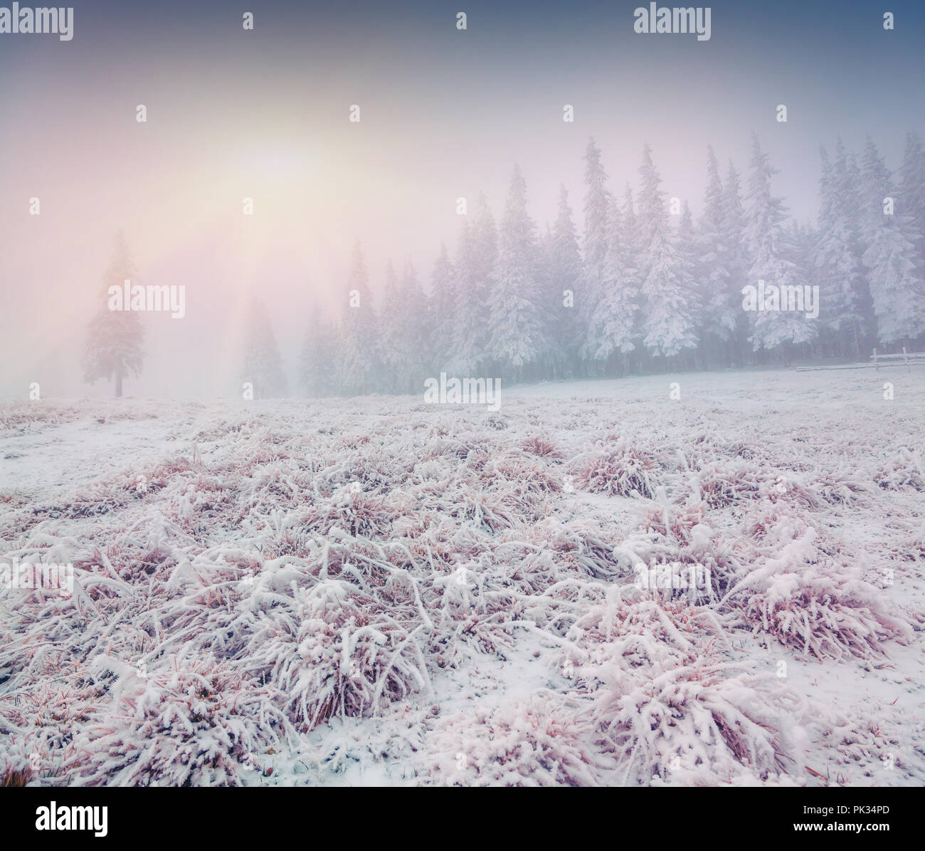 Foggy winter sunrise in the mountain forest Stock Photo