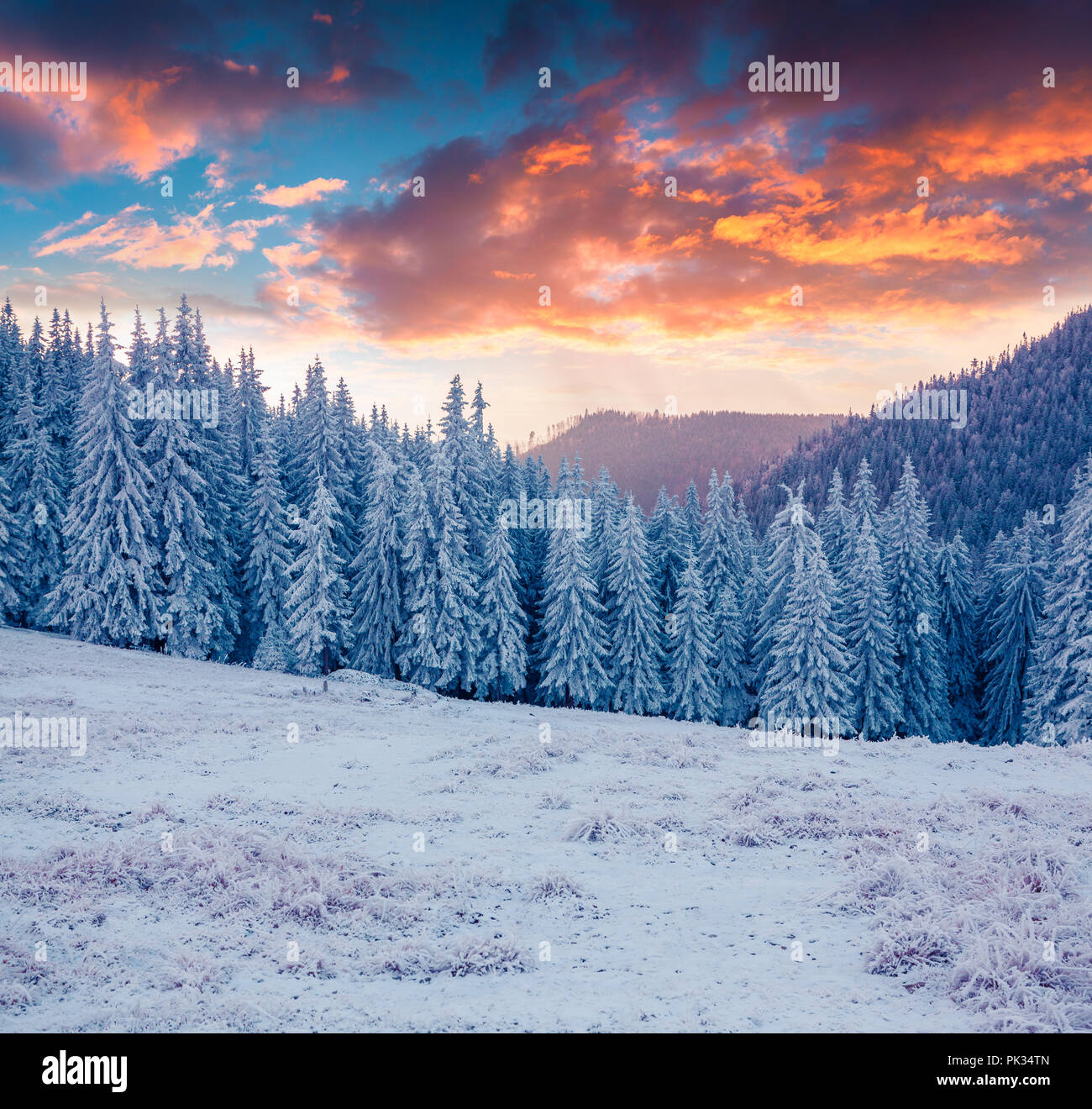 Colorful landscape at the winter sunrise in the mountain forest Stock Photo