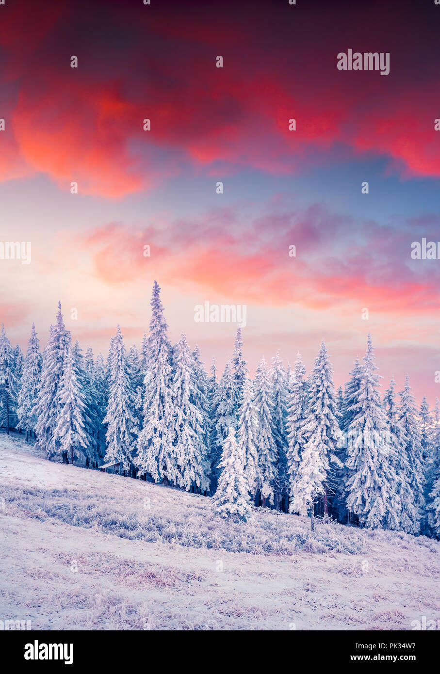 Colorful winter sunrise in the Carpathian mountain forest. Ukraine, Europe. Stock Photo