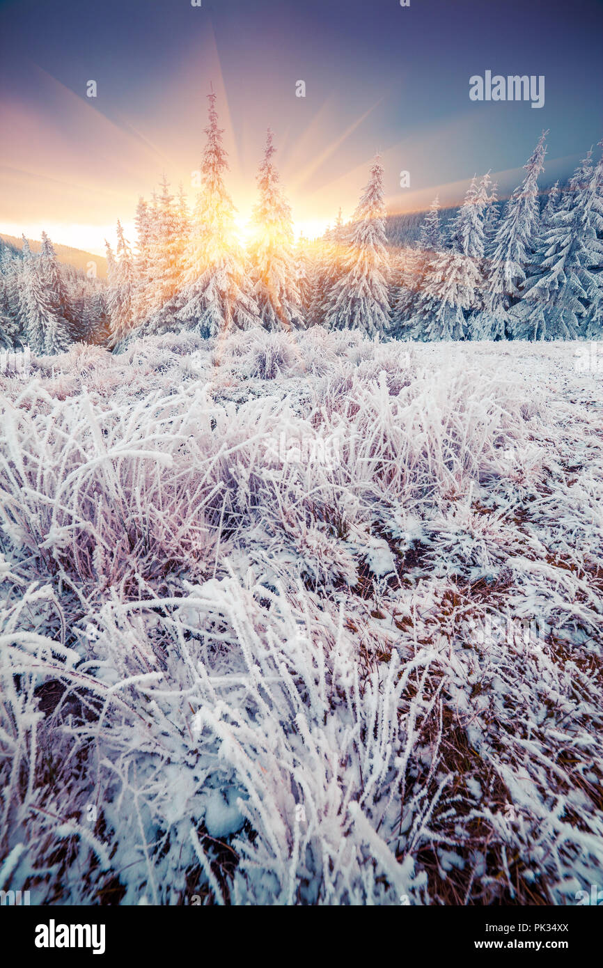 Colorful winter sunrise in the mountain forest. Happy New Year! Stock Photo