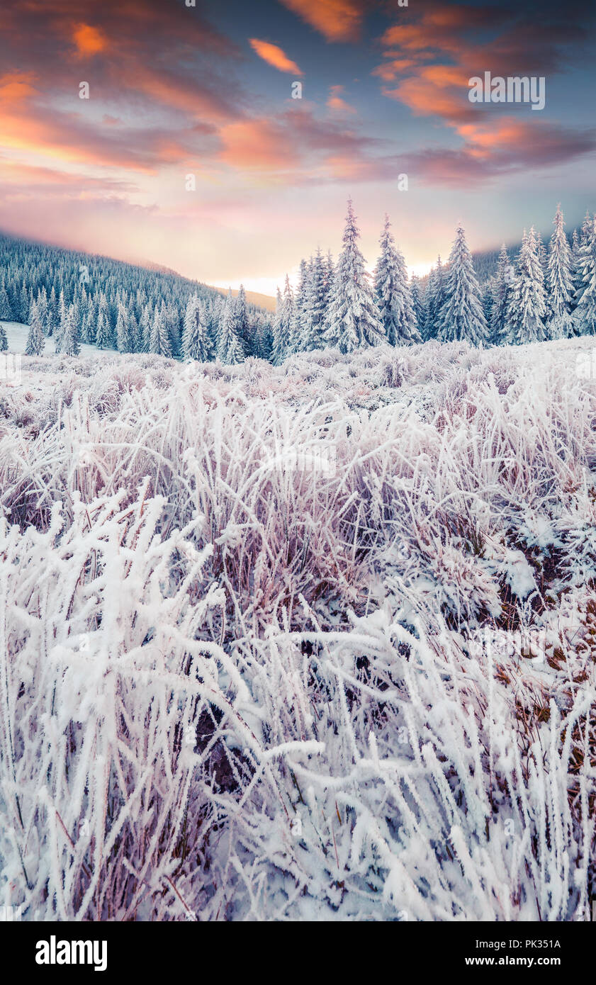 Colorful winter sunrise in the mountain forest. Happy New Year! Stock Photo