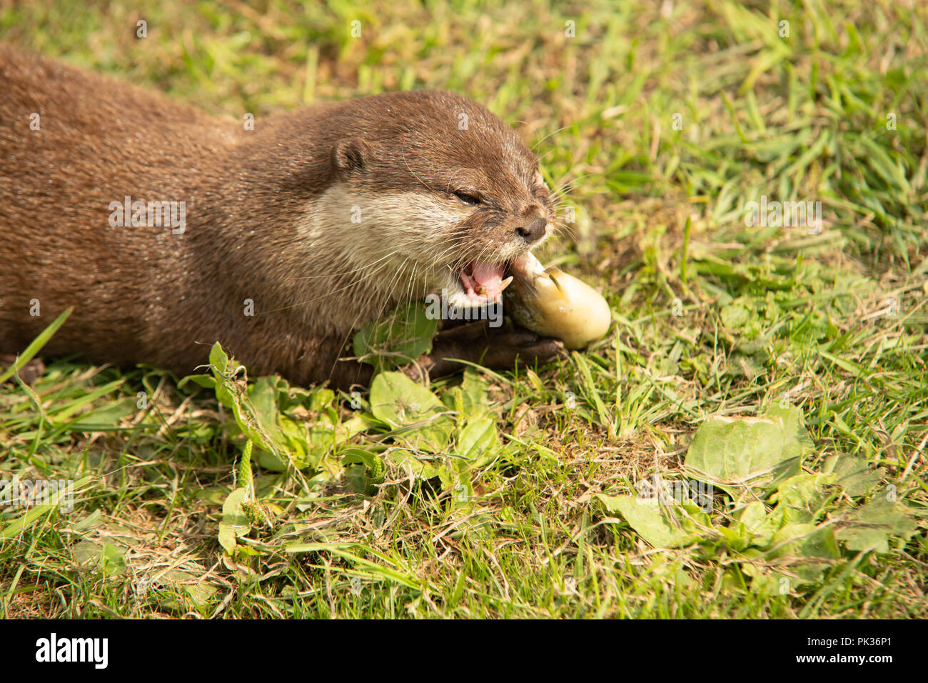 Otter eating fish close up Stock Photo Alamy