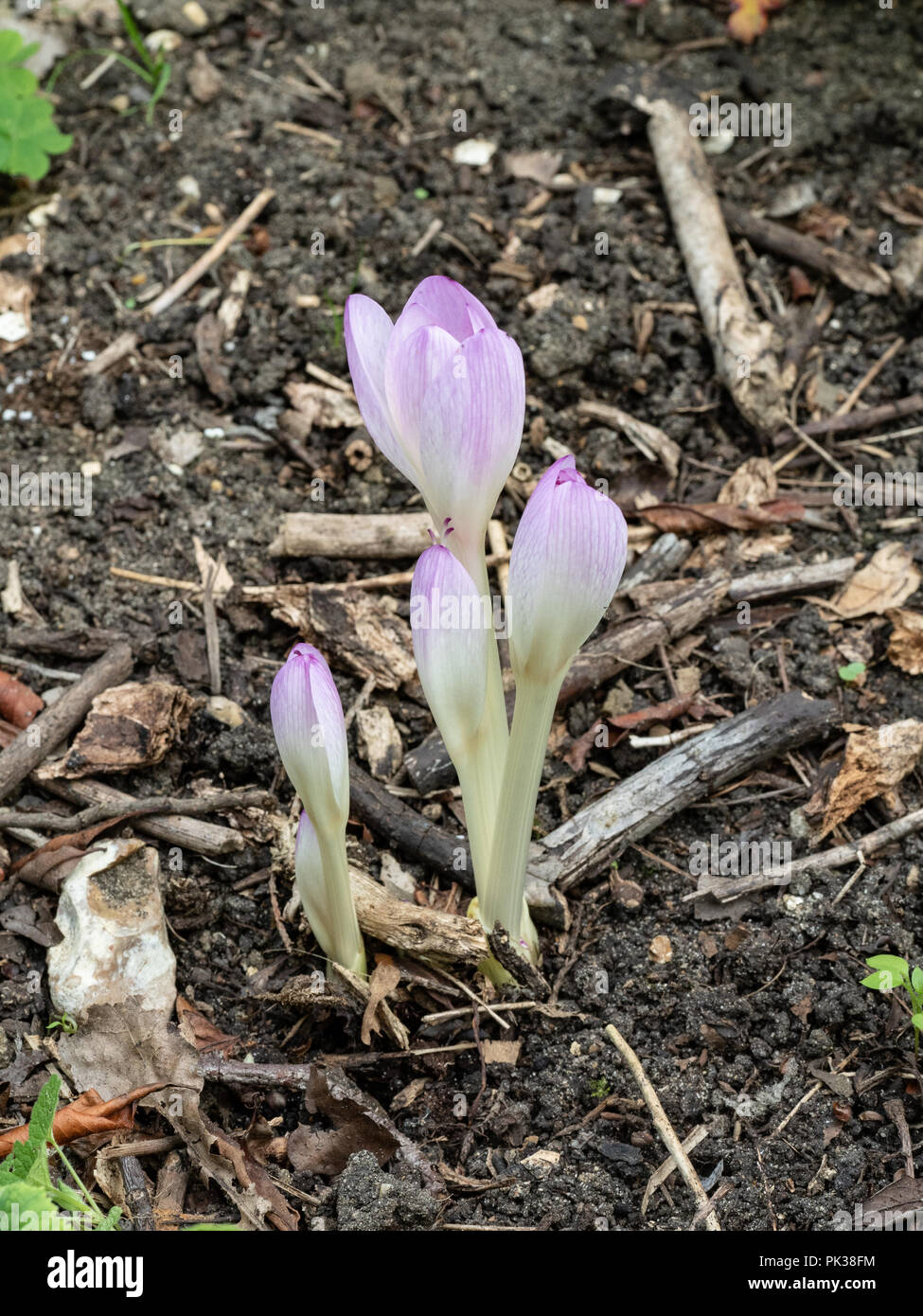 Pink colchicum buds just emerging from the ground Stock Photo