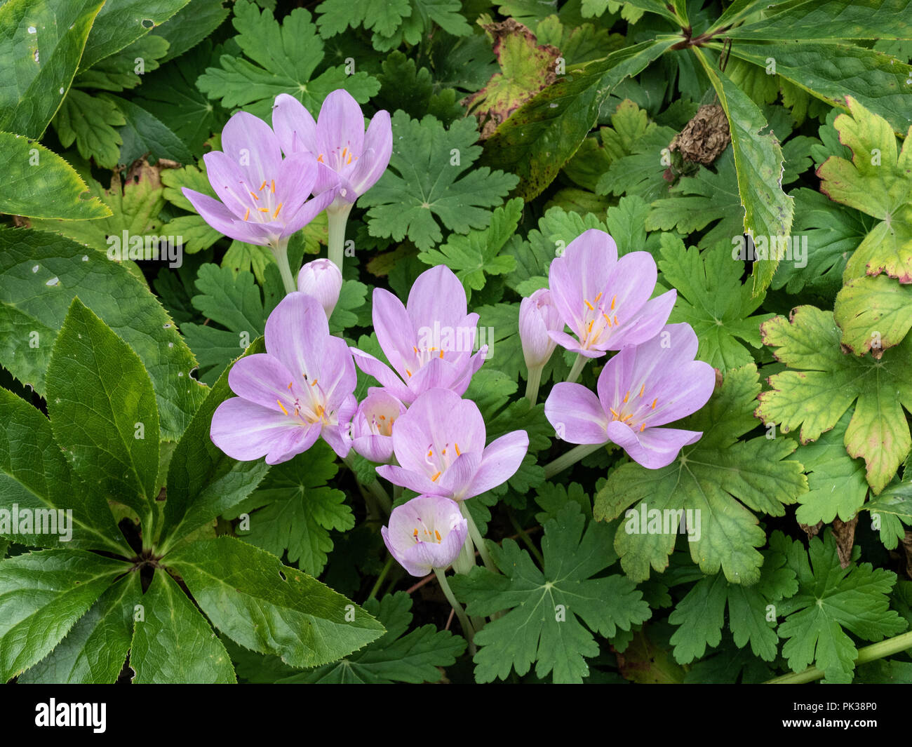 Pink colchicum' flowers growing through geranium and hellebore foliage Stock Photo
