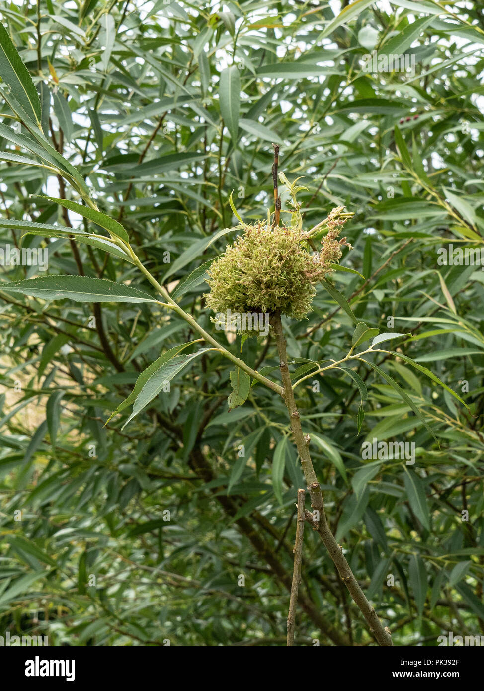 A the early stage of a witches broom growing on a willow sapling Stock Photo