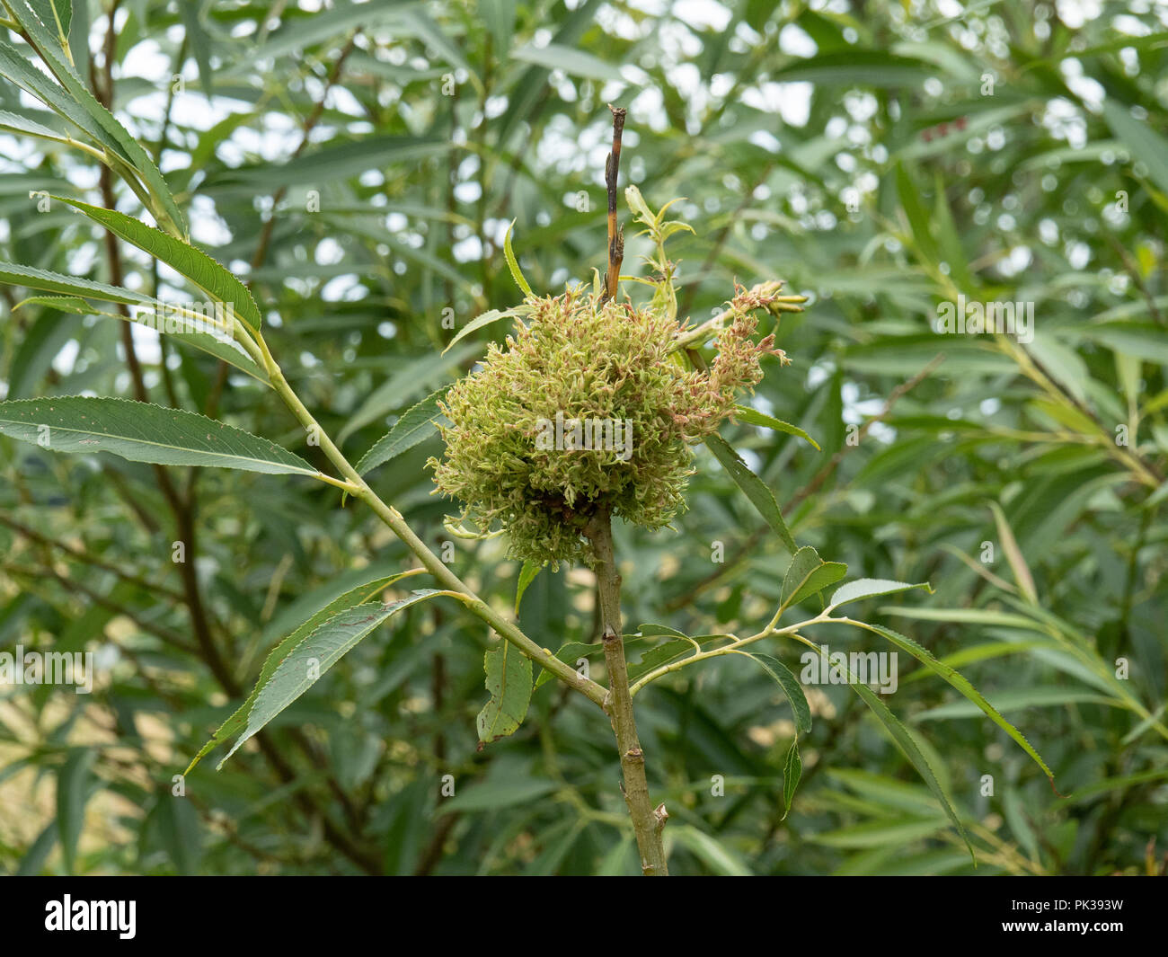 A the early stage of a witches broom growing on a willow sapling Stock Photo