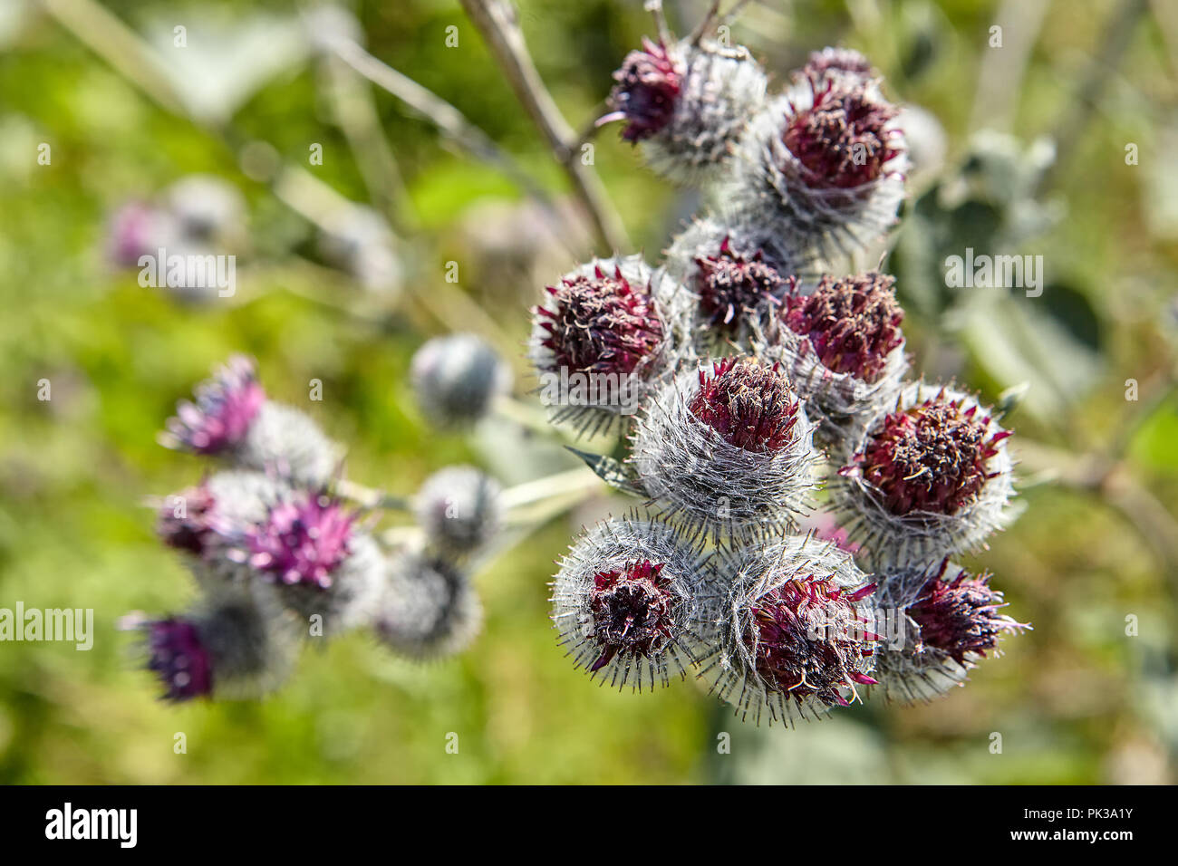 ommon burdock, flowers and seeds close up. Stock Photo