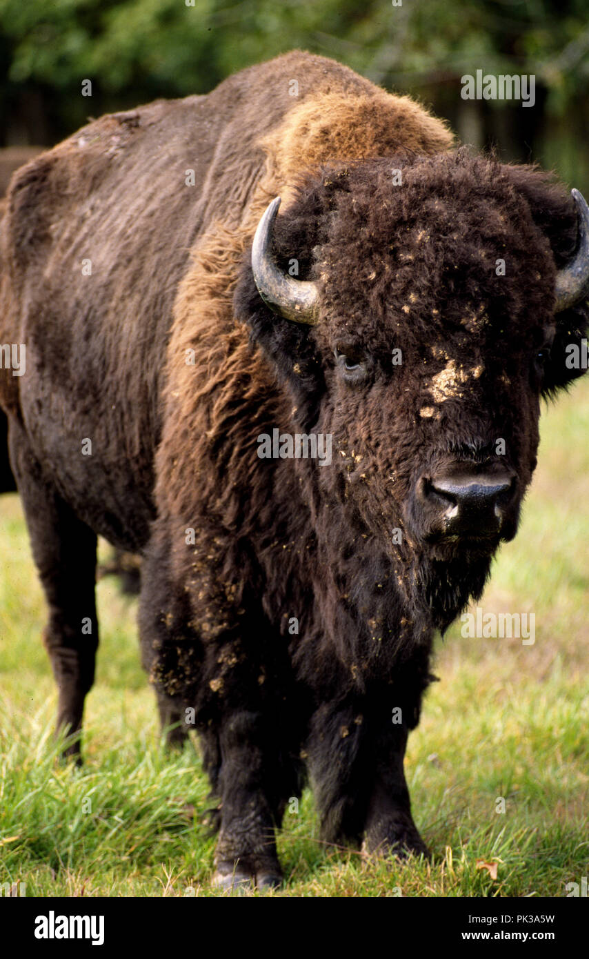 Meat eating bees hires stock photography and images Alamy