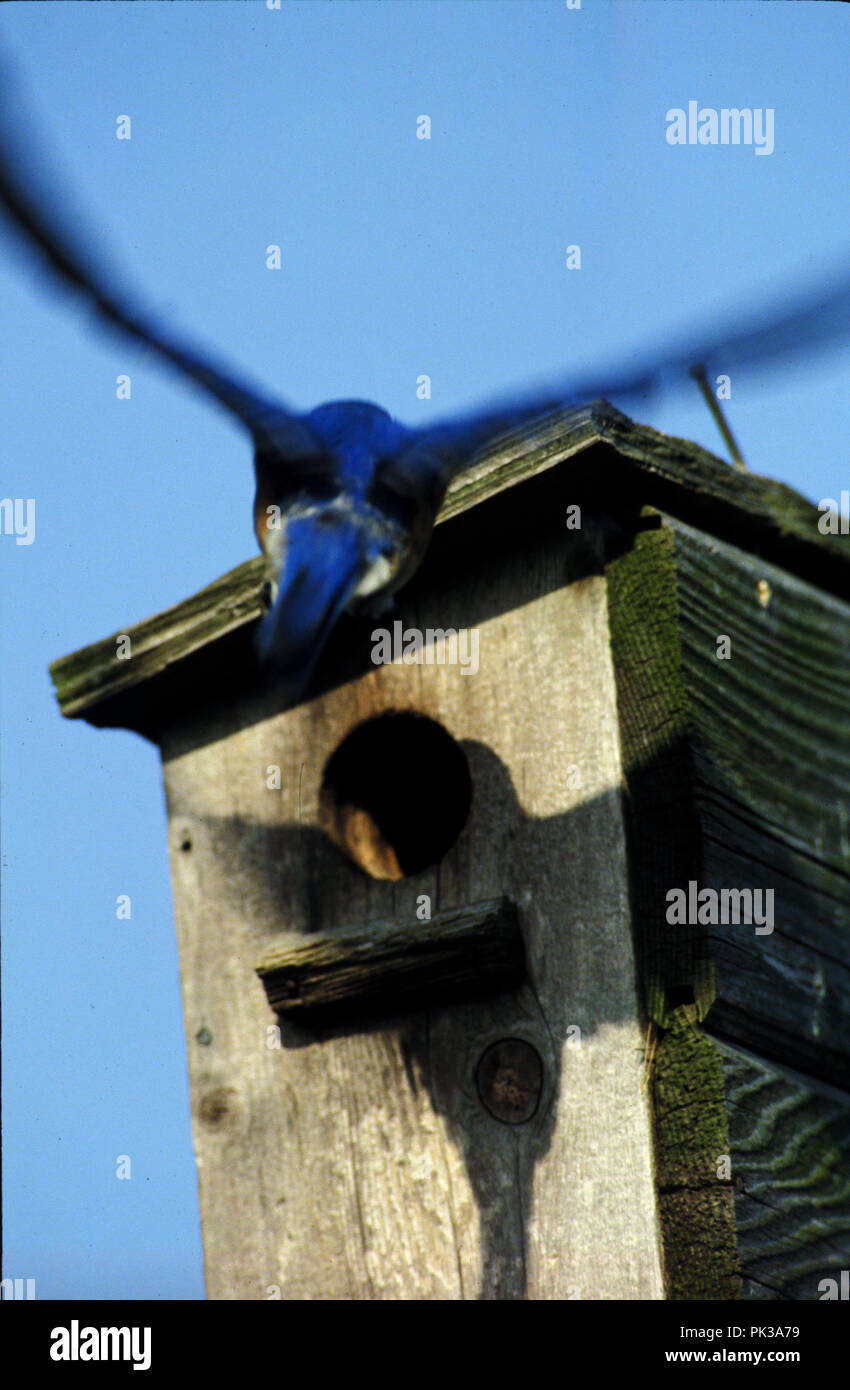 1bluebird081201 Eastern Bluebirds at nesting box Stock Photo Alamy
