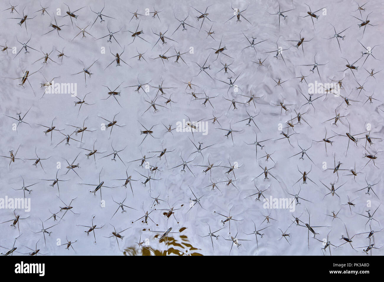 Water insects swim in marsh water, or nanorobots slip over the surface of a liquid metal. Stock Photo