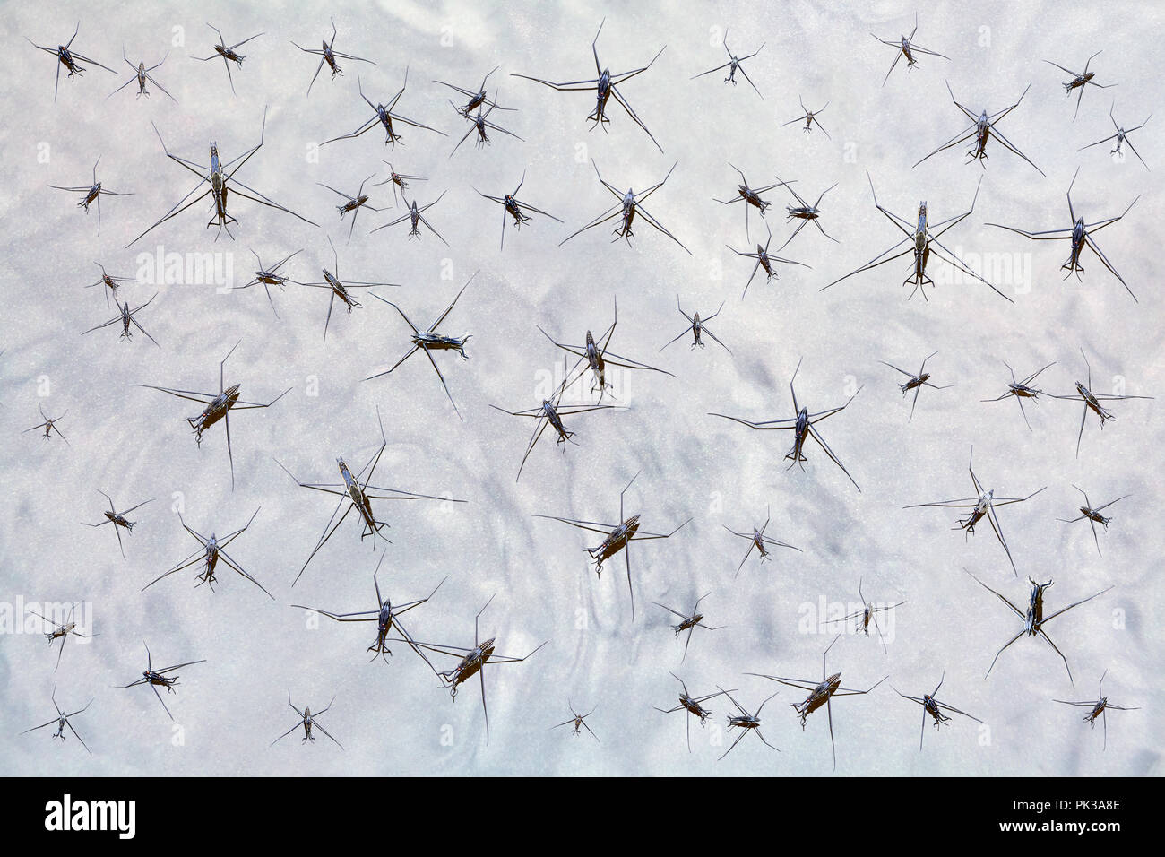 Water insects floating in swamp water, or nanodevices slide on the surface of the liquid metal. Stock Photo