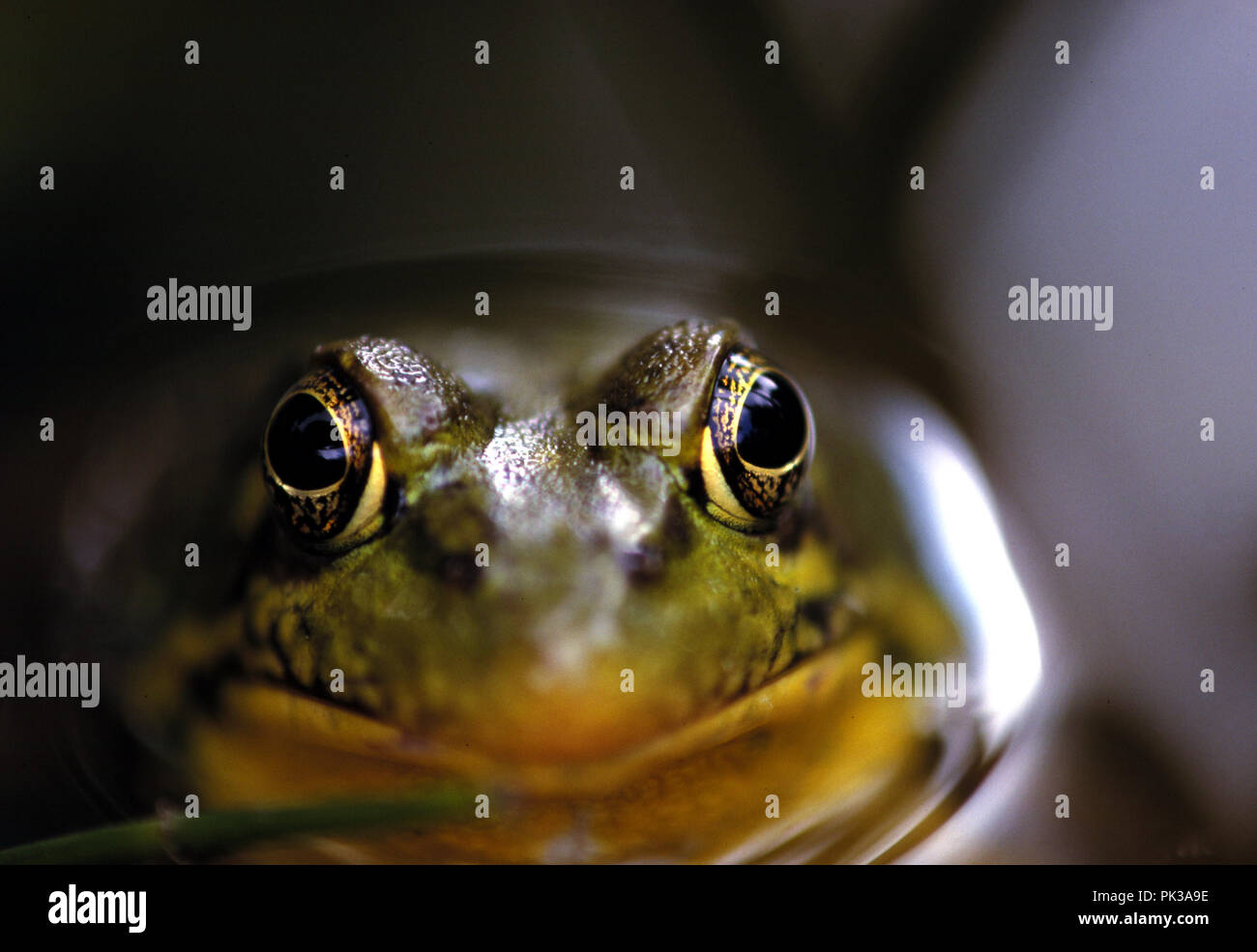 1greenfrog062001 -- Green frog. Stock Photo