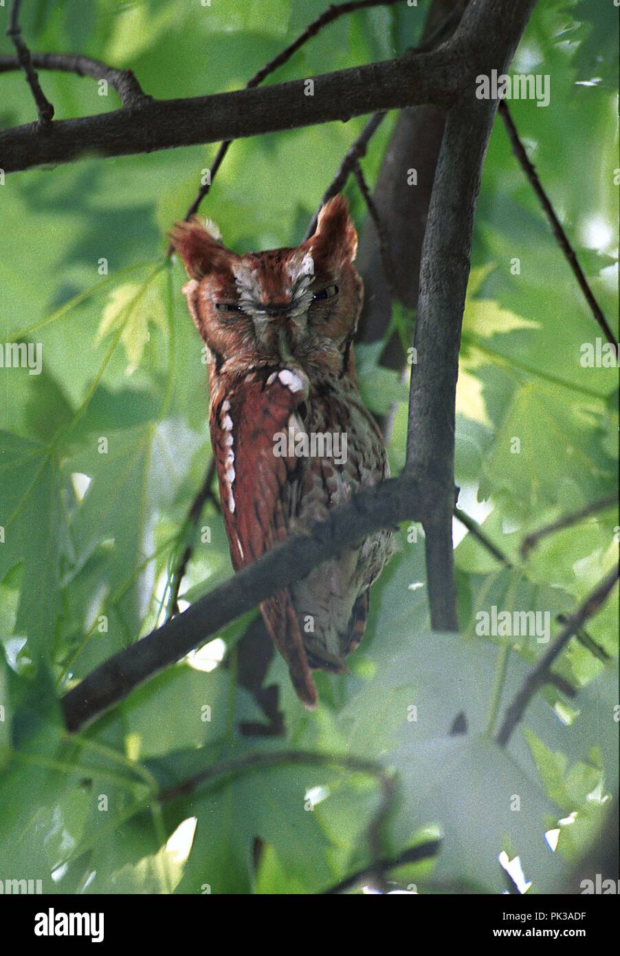 1screech061701 -- Eastern Screech Owl. Stock Photo