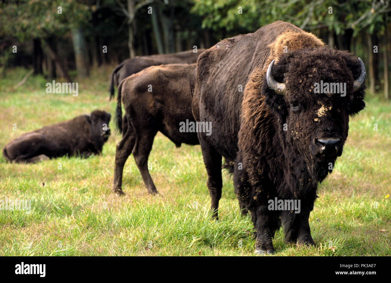Meat eating bees hires stock photography and images Alamy