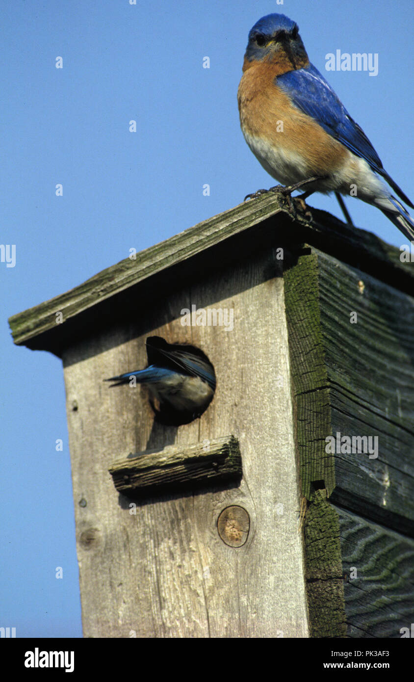 2bluebird081201 Eastern Bluebirds at nesting box Stock Photo Alamy