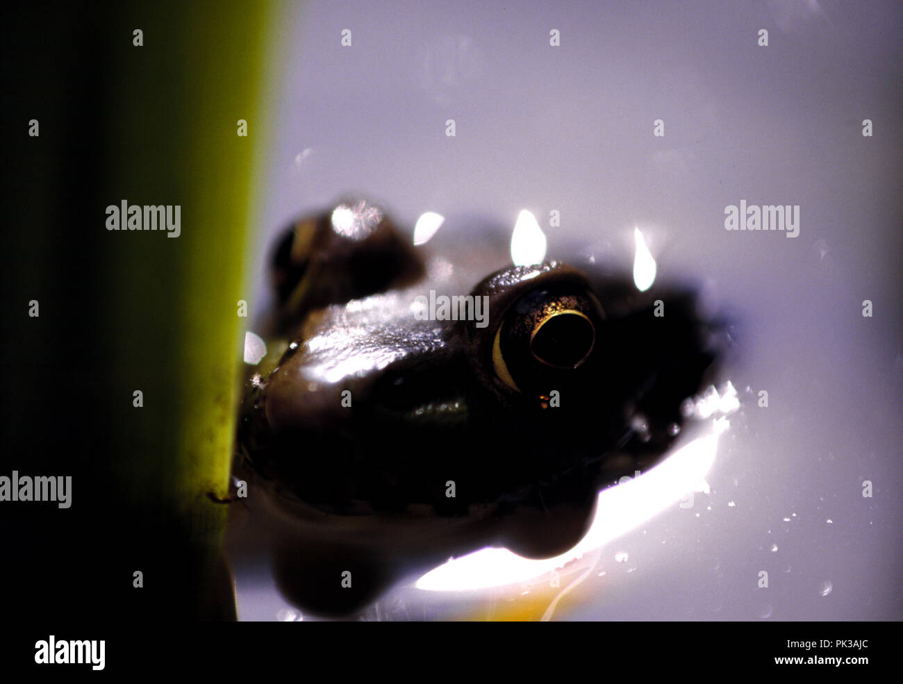 2greenfrog062001 -- Green frog. Stock Photo