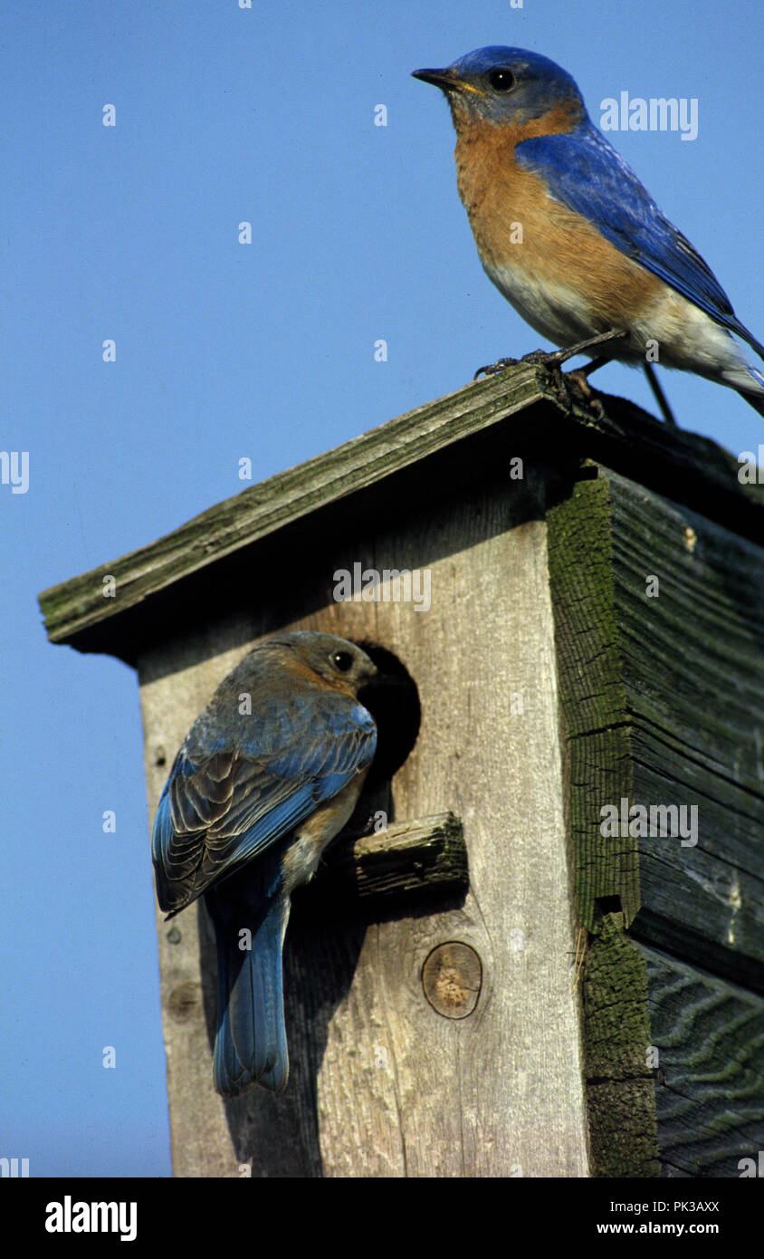 3bluebird081201 -- Eastern Bluebirds at nesting box. Stock Photo