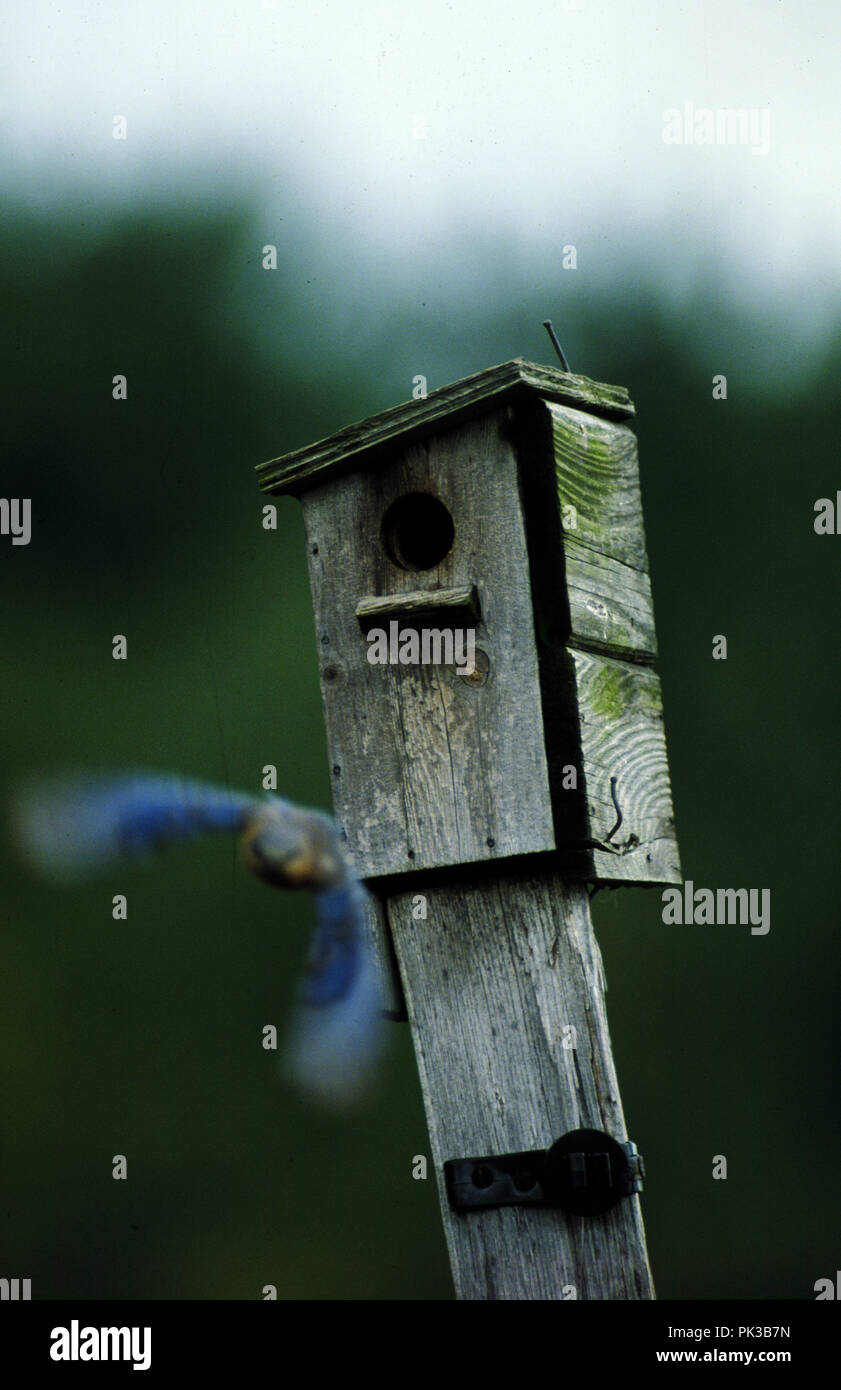4bluebird081201 -- Eastern Bluebirds at nesting box. Stock Photo