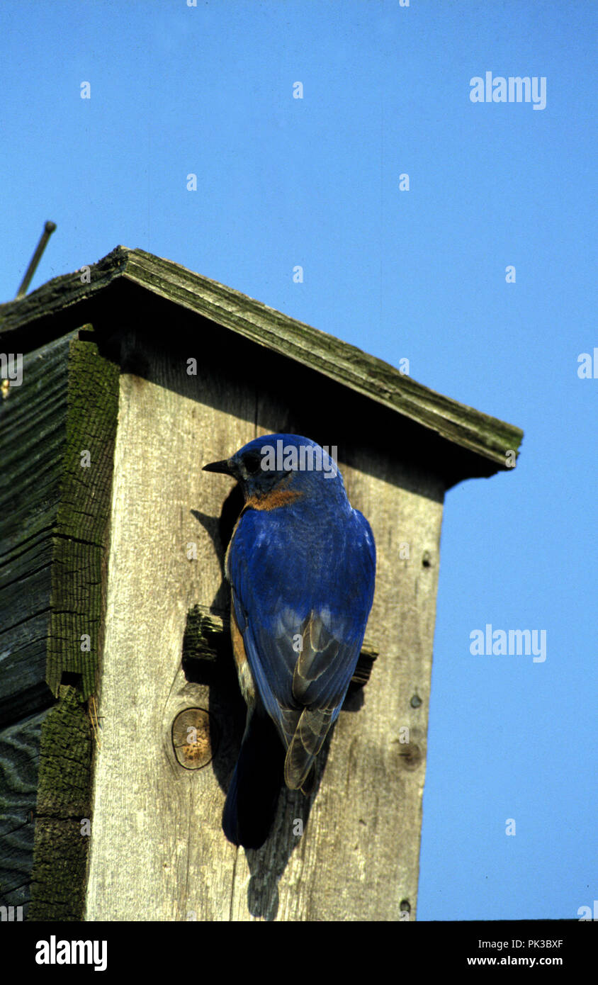 5bluebird072001 -- Eastern Bluebird. Stock Photo
