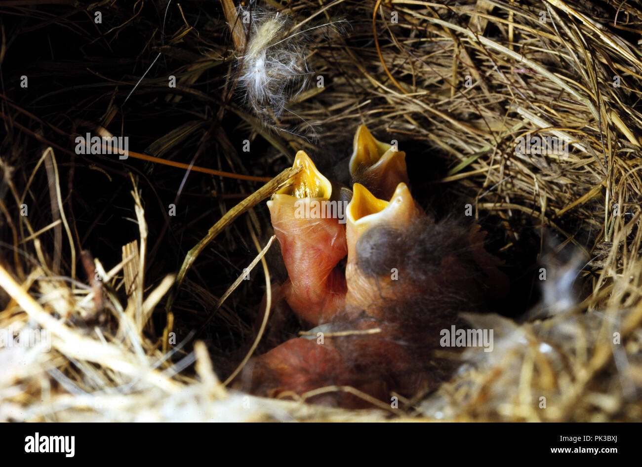 5bluebird081201 -- Eastern Bluebird two day old nestlings in nesting box. Stock Photo