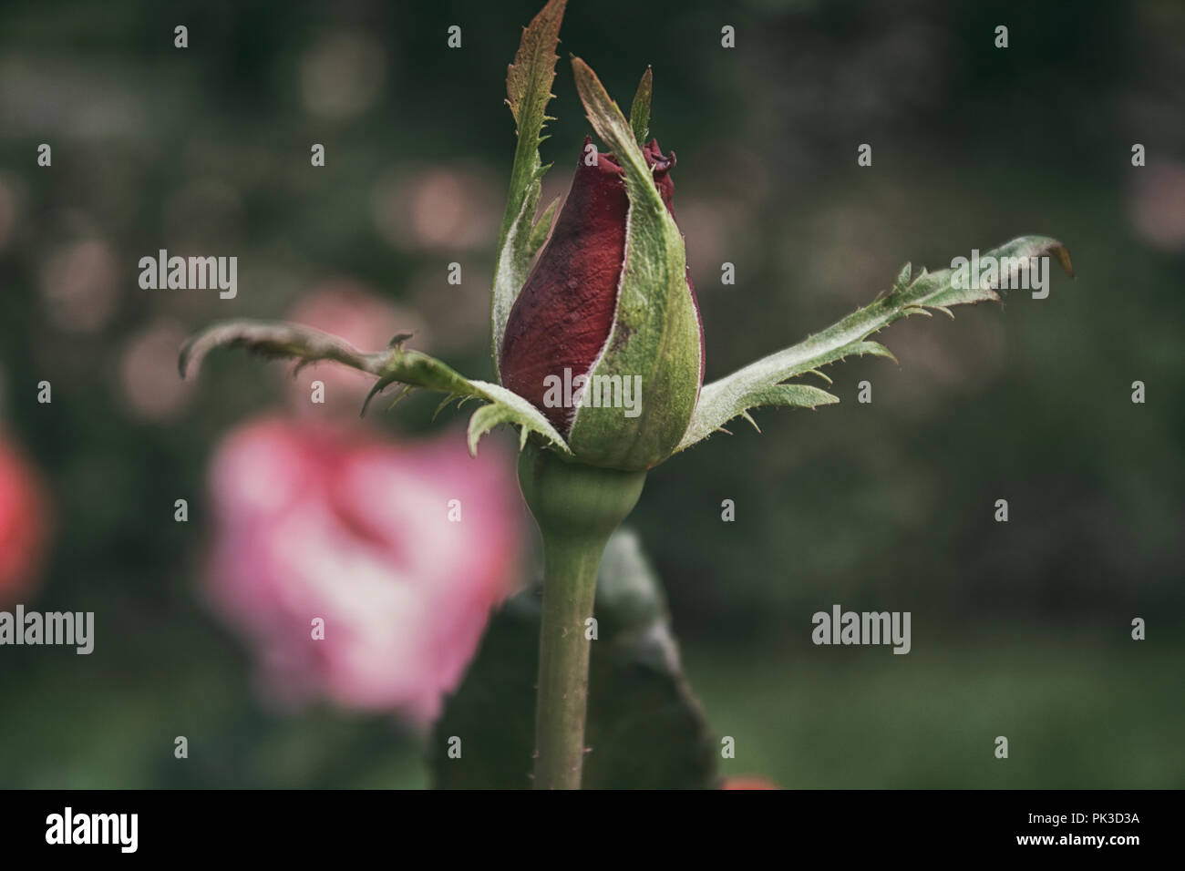 Rosebud. Rose. Garden rose. Garden flowers. Floral background. Ruby