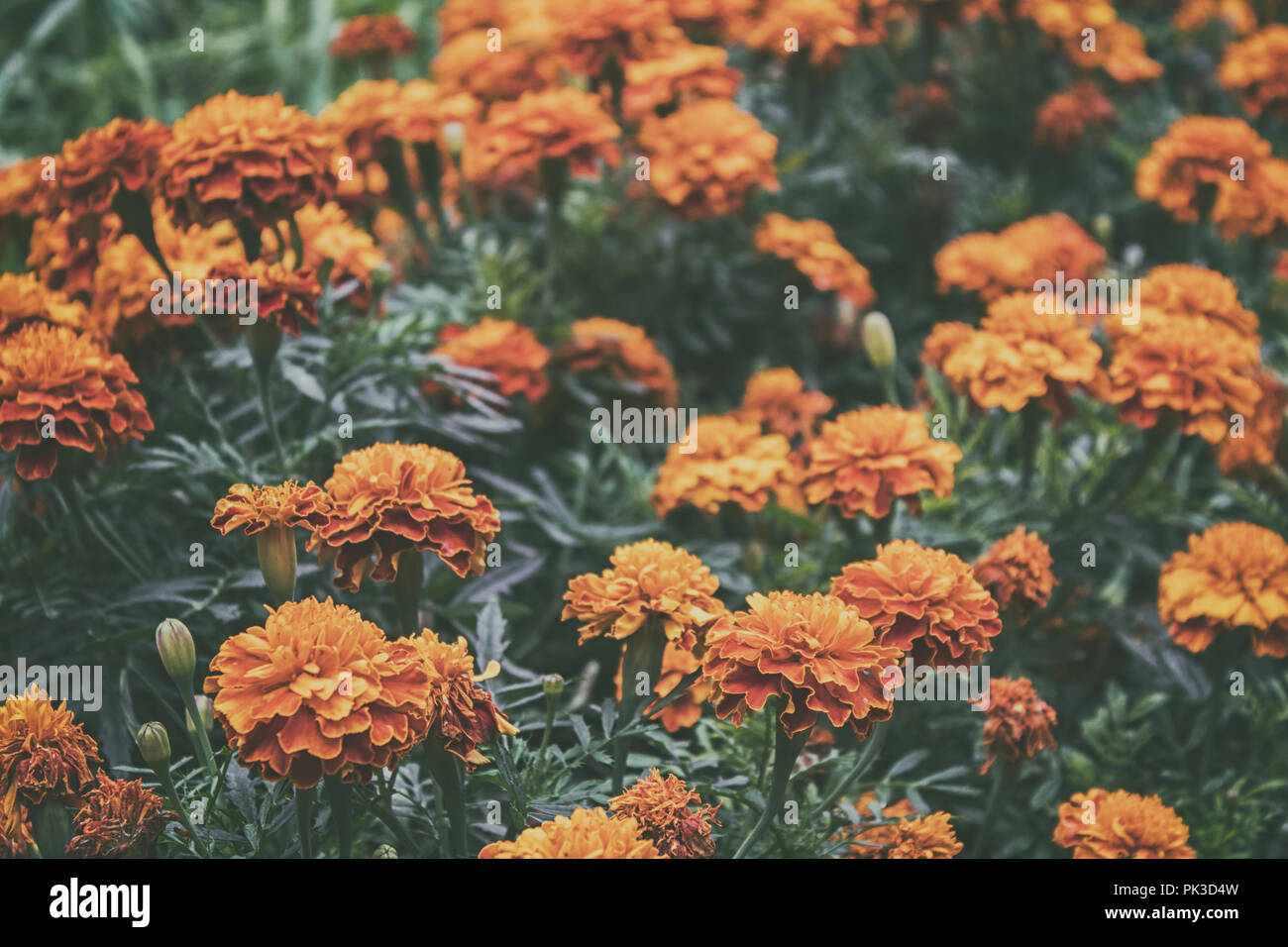 Marigold flowers. Garden flowers. Yellow flowers. Orange flowers. Summer flowers. Stock Photo