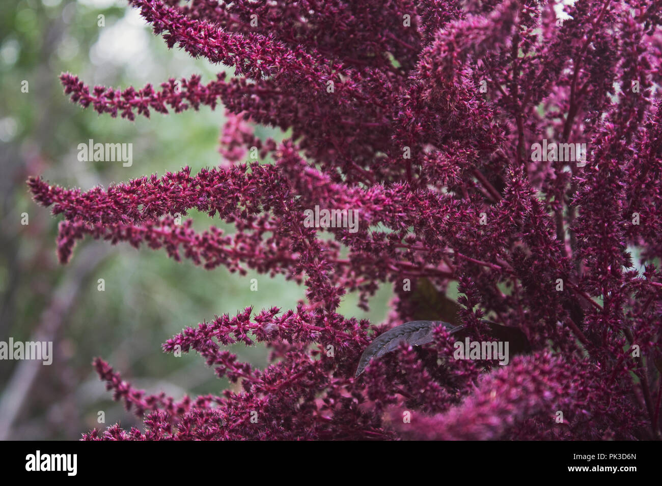 Amaranth plant. Ornamental purple inflorescences of amaranth. Bright fluffy blossom. Stock Photo