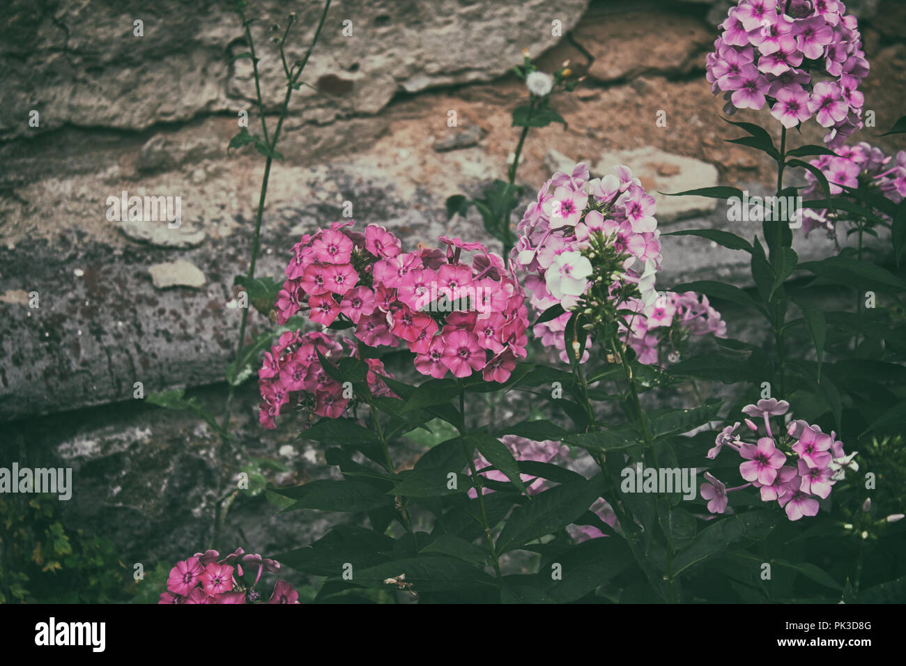 Pink flowers of Phlox and grunge wall. Phlox flowers. Garden flowers. Stock Photo