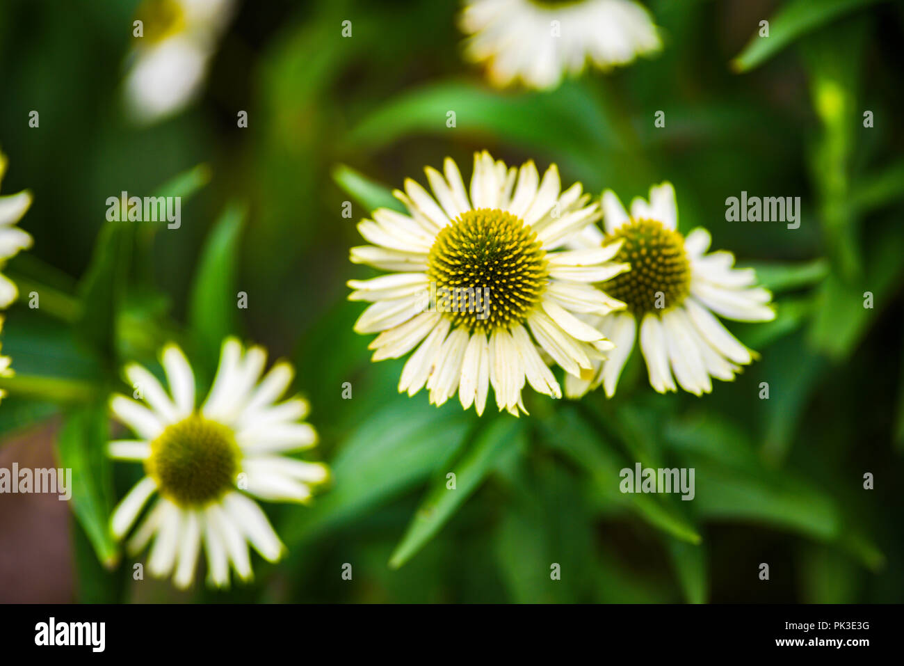 Swan herb hi-res stock photography and images - Alamy