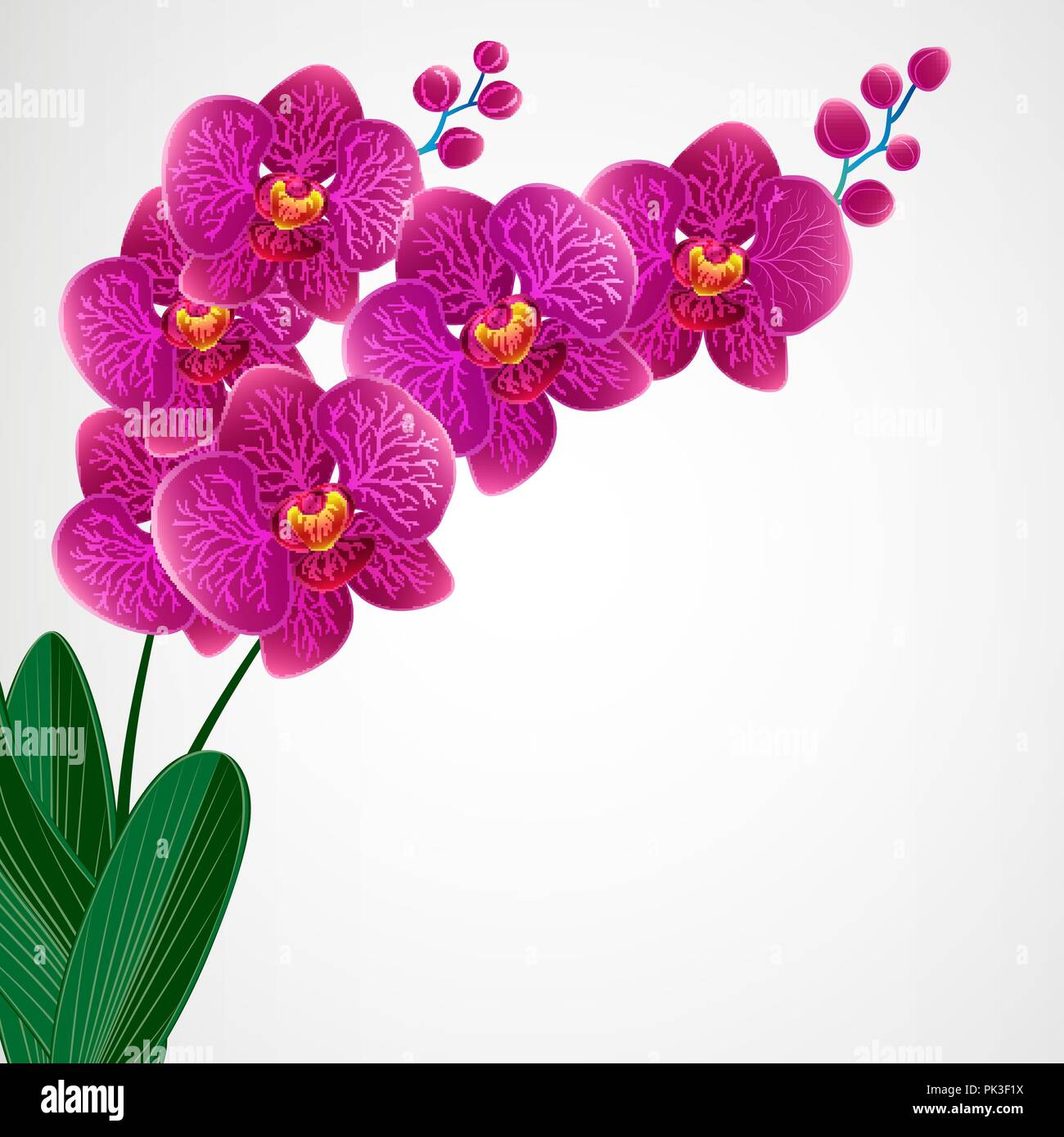 Floral design background. Orchid flowers Stock Vector Image & Art Alamy