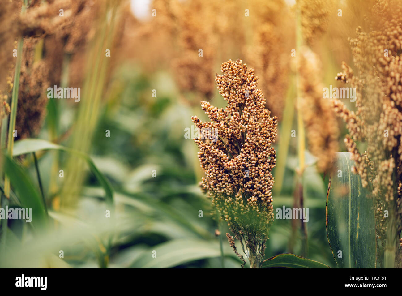 Sorghum, flowering plant is cultivated and grown for grains Stock Photo