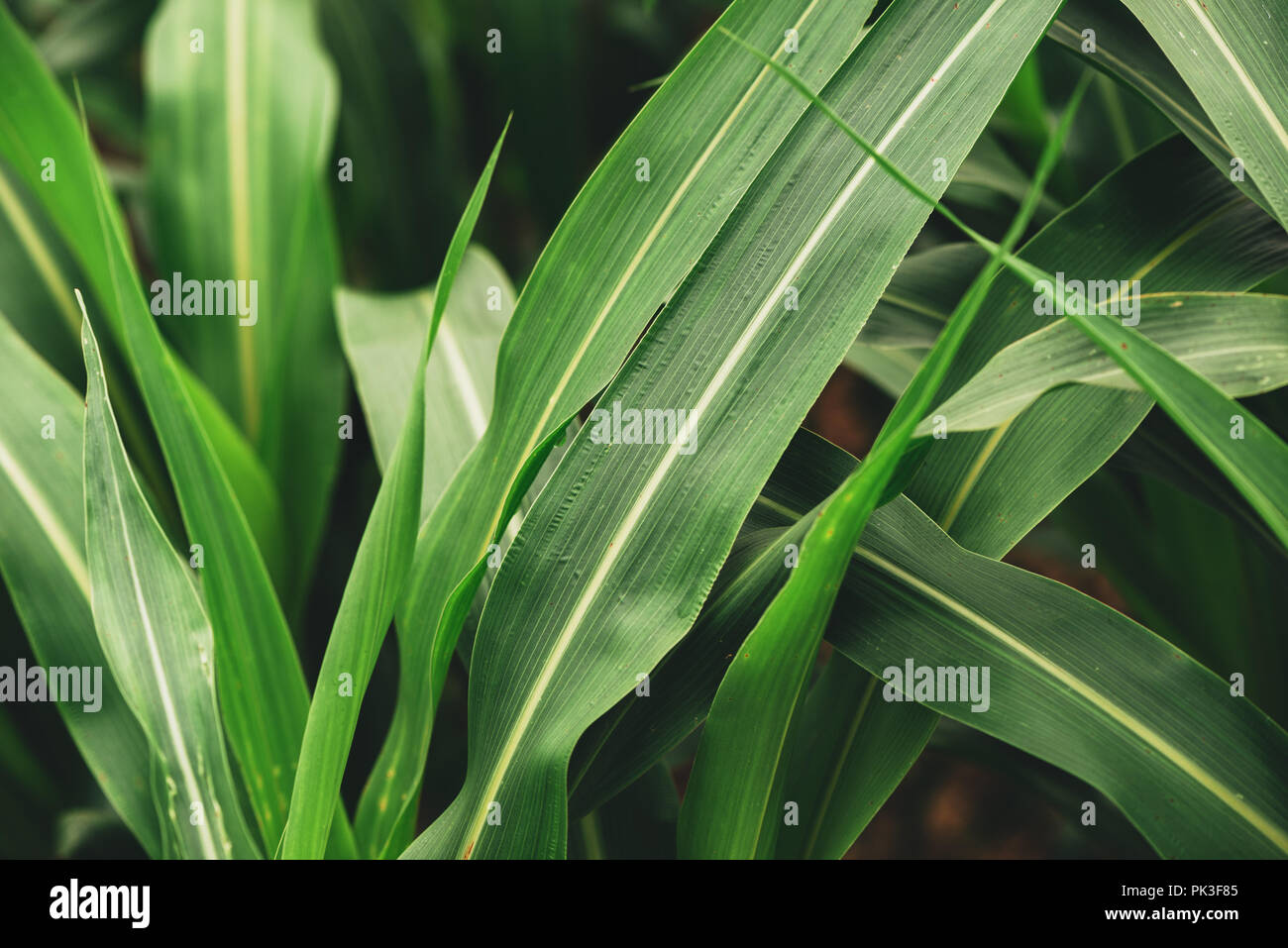 Sorghum millet field grown as fodder for livestock, detail from ...