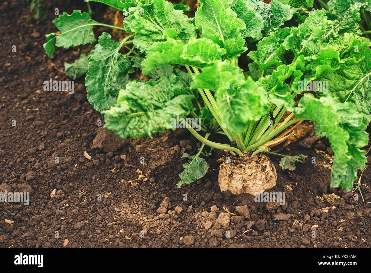 Organic sugar beet field. Image with copy space. Stock Photo