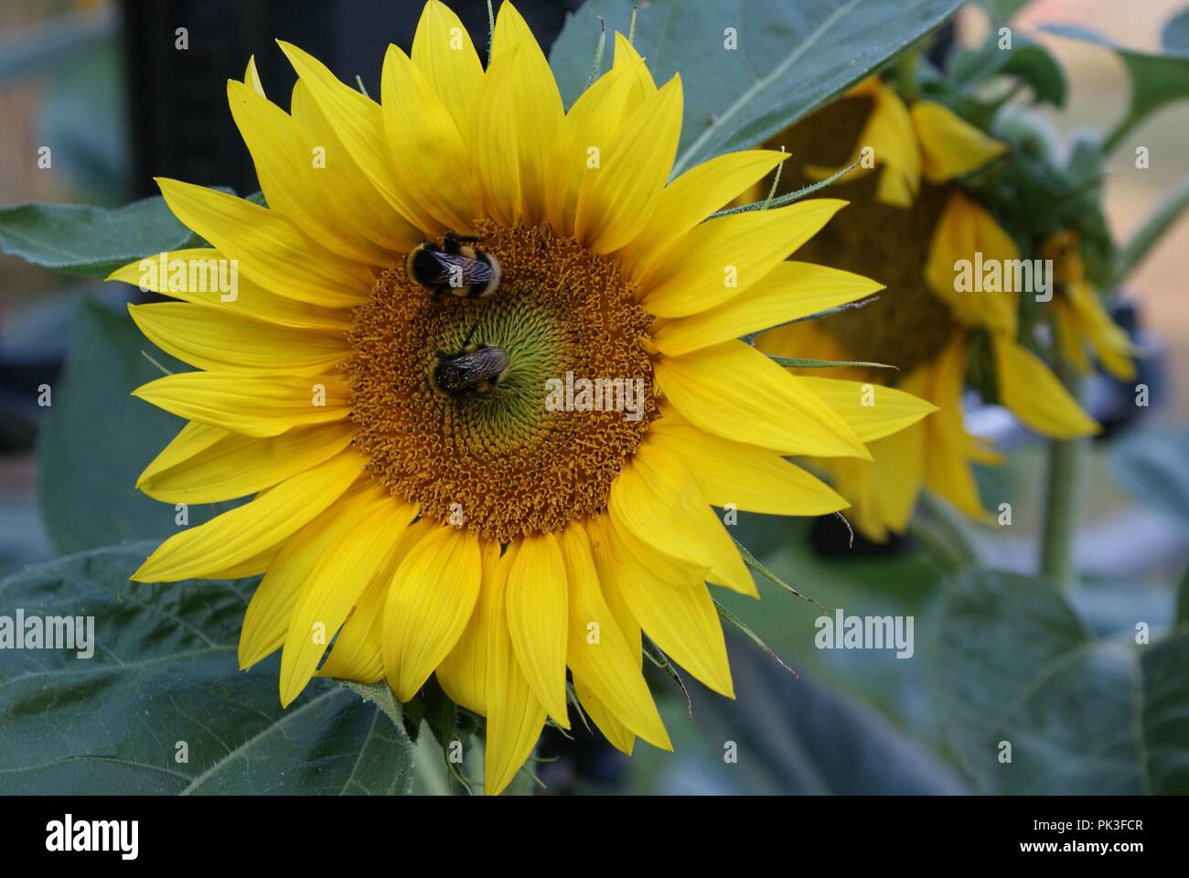 Two busy bumblebees look for nectar on the sunflower Stock Photo