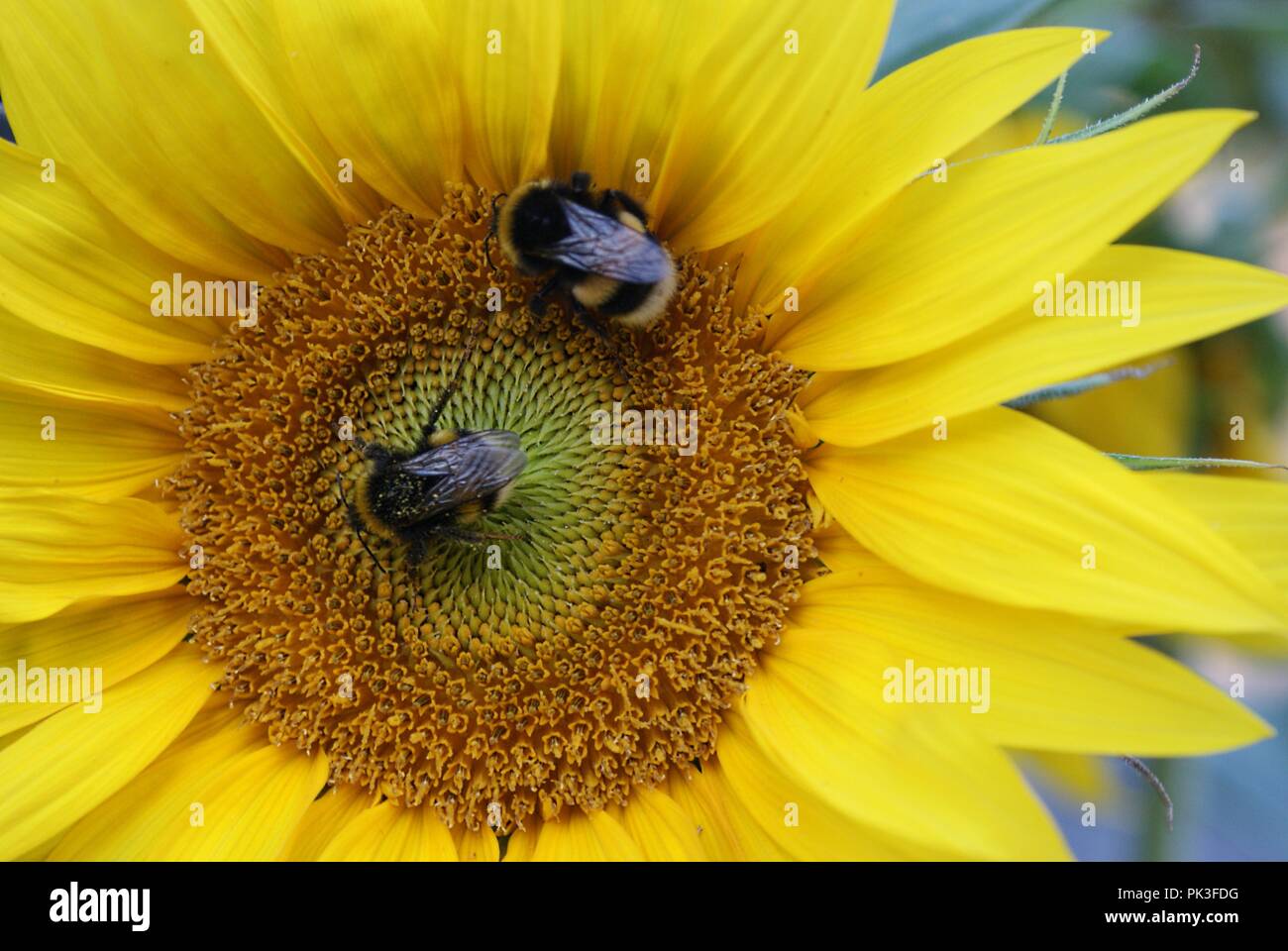 closeup of a bright yellow sunflower blossom with two bumblebees Stock Photo